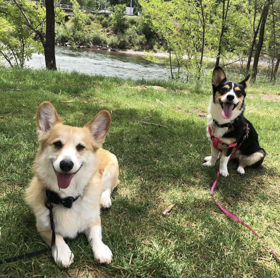 CORGI PUPPY LOVES TOYS SHAPED Like His BODY - favorite dog toys 