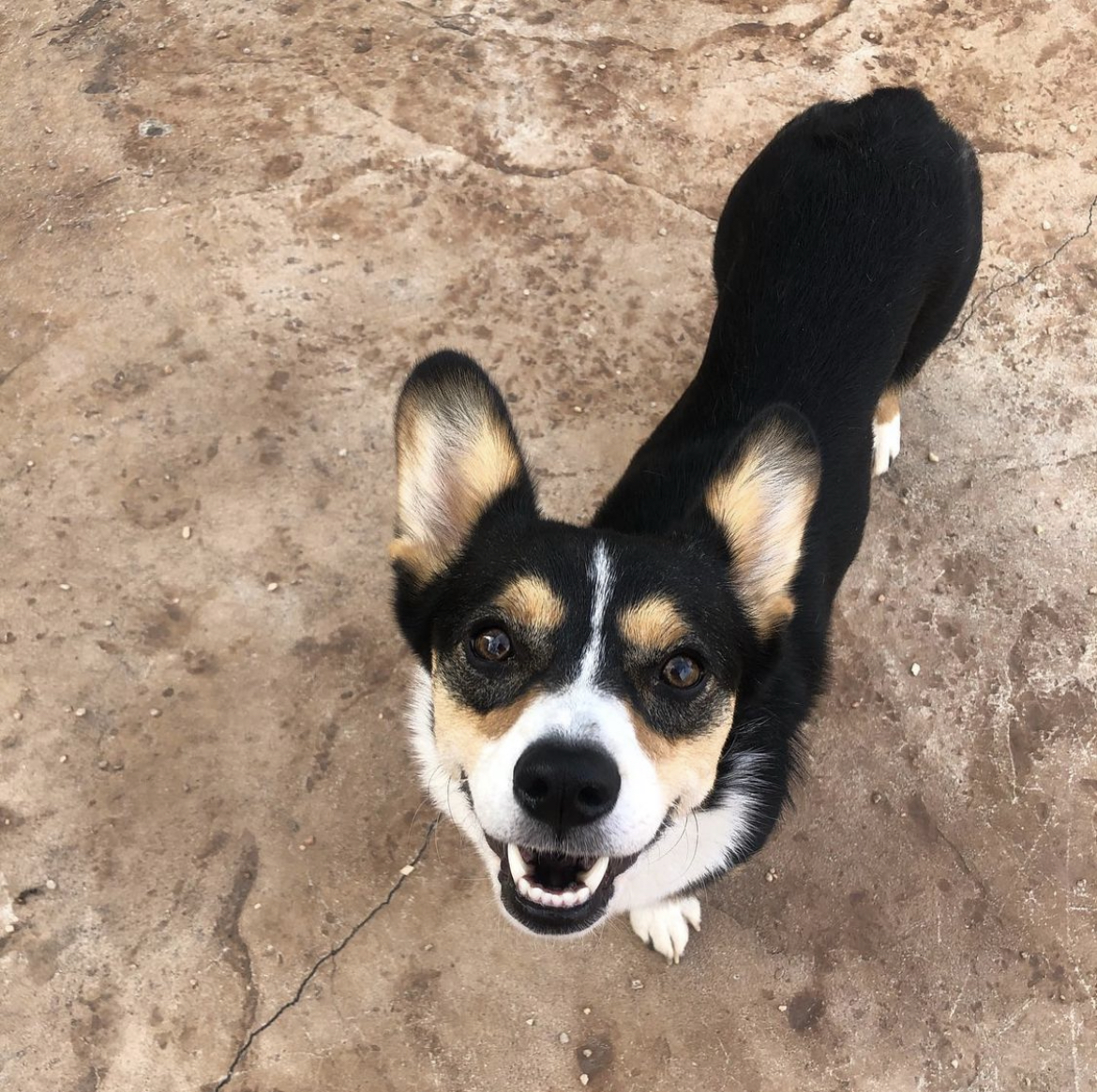 Best toys for curbing a corgi's herding instincts? : r/corgi