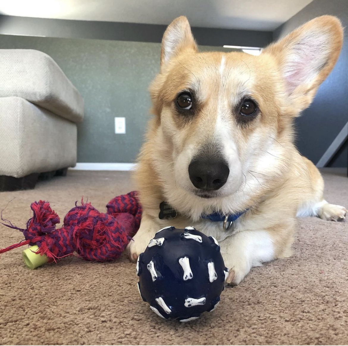 CORGI PUPPY LOVES TOYS SHAPED Like His BODY - favorite dog toys 
